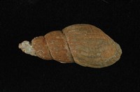 藏品(網蜷)的圖片